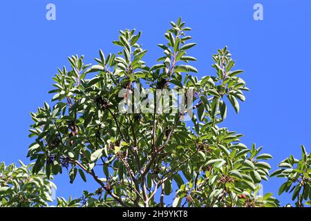 Arbutus andrachne, Cyprus Stawberry Tree, Ericaceae. Wild plant, shot in the fall. Stock Photo