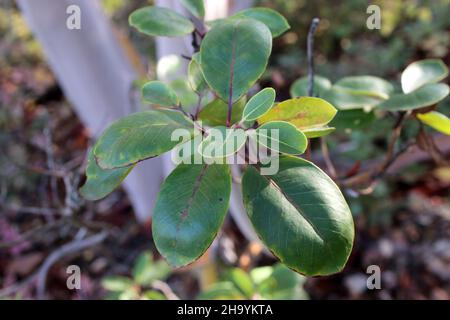 Arbutus andrachne, Cyprus Stawberry Tree, Ericaceae. Wild plant, shot in the fall. Stock Photo