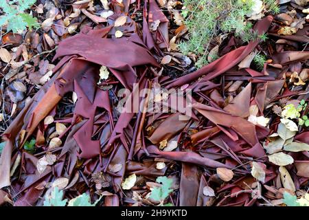 Arbutus andrachne, Cyprus Stawberry Tree, Ericaceae. Wild plant, shot in the fall. Stock Photo