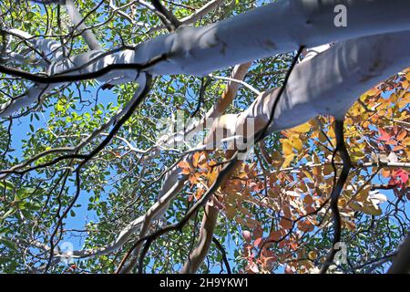 Arbutus andrachne, Cyprus Stawberry Tree, Ericaceae. Wild plant, shot in the fall. Stock Photo