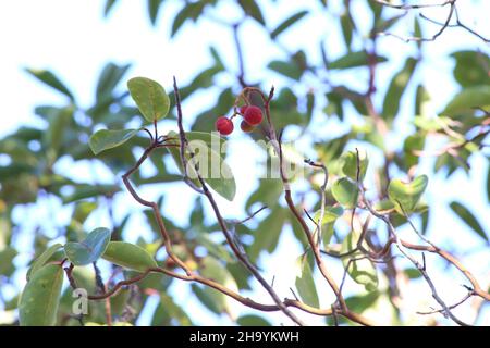 Arbutus andrachne, Cyprus Stawberry Tree, Ericaceae. Wild plant, shot in the fall. Stock Photo