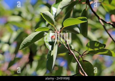 Arbutus andrachne, Cyprus Stawberry Tree, Ericaceae. Wild plant, shot in the fall. Stock Photo