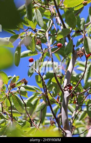 Arbutus andrachne, Cyprus Stawberry Tree, Ericaceae. Wild plant, shot in the fall. Stock Photo