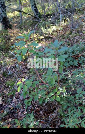 Arbutus andrachne, Cyprus Stawberry Tree, Ericaceae. Wild plant, shot in the fall. Stock Photo