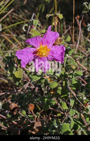 Cistus creticus, Cistus incanus, Cistaceae. Wild plant, shot in the fall. Stock Photo