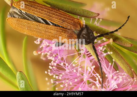 Macro dorsal view of Long-nosed Lycid Beetle (Porrostoma rhipidium) on Honey-myrtle flower stem, South Australia Stock Photo