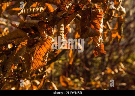 Beech Tree leaves all golden brown in November winter Stock Photo