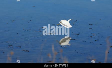 White Egret seen flying low over the water surface. Stock Photo