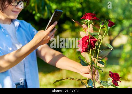 Woman in garden taking pictures of blooming red rose with smartphone Stock Photo