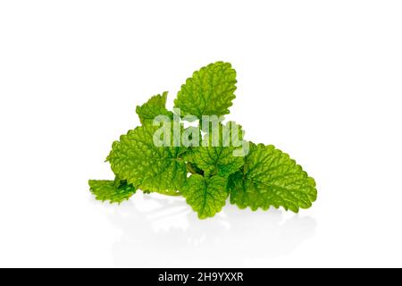 Fresh lemon balm bunch isolated on white background with reflection Stock Photo