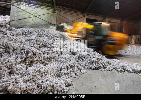 Cotton farmer waiting for the tractor trolley to get unloaded in the ginning mill in Denizli, Turkey. Stock Photo