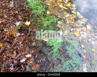 Blue Green Algae on Lake Windermere in Mid November. This algal bloom is caused by climate change making the water temperatures far warmer than they s Stock Photo