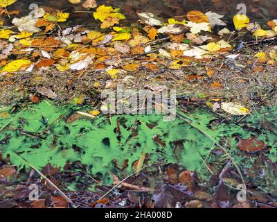 Blue Green Algae on Lake Windermere in Mid November. This algal bloom is caused by climate change making the water temperatures far warmer than they s Stock Photo