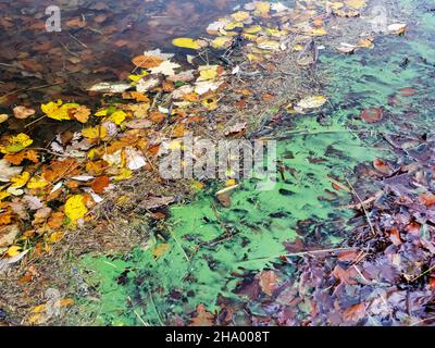 Blue Green Algae on Lake Windermere in Mid November. This algal bloom is caused by climate change making the water temperatures far warmer than they s Stock Photo