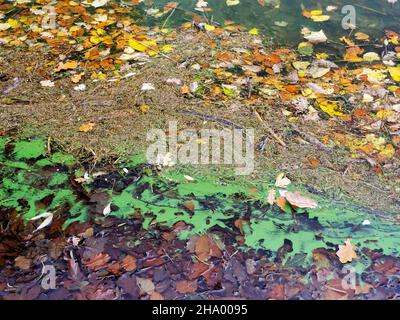 Blue Green Algae on Lake Windermere in Mid November. This algal bloom is caused by climate change making the water temperatures far warmer than they s Stock Photo