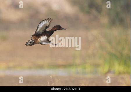 Ferruginous duck or ferruginous pochard (Aythya nyroca) taking off near Nal Sarovar, Gujarat, India Stock Photo