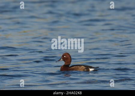 Ferruginous duck or ferruginous pochard (Aythya nyroca) at Kheda, Gujarat, India Stock Photo