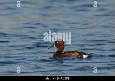 Ferruginous duck or ferruginous pochard (Aythya nyroca) at Kheda, Gujarat, India Stock Photo