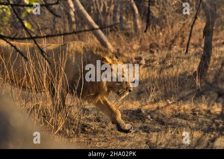 Male Asiatic Lion on the prowl