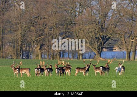 Fallow deer (Dama dama) large herd of bucks foraging in field at edge of broadleaved forest Stock Photo