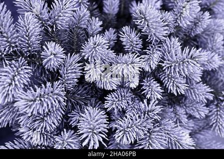 Very peri colour. Fir tree nature brunch close up. Fluffy fir tree brunch close up. Christmas wallpaper concept. Stock Photo