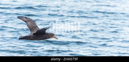 Giant Southern Petrel in flight over the Southern Ocean Stock Photo