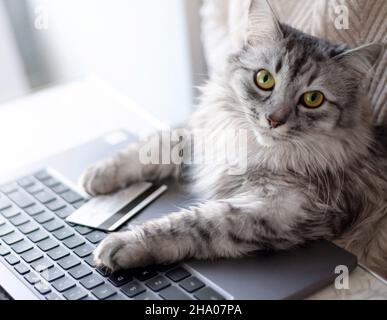 Online shopping from home. A gray cat sits at a laptop, looks seriously at the camera. Paws on the keyboard, a credit card lying next to it. Stock Photo