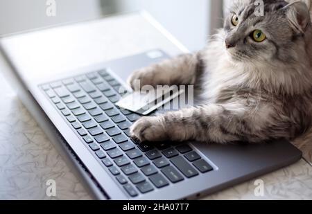 Online shopping from home. The gray cat looking at laptop. Paws on the keyboard, a credit card lying next to it. Life style, stay home. Stock Photo