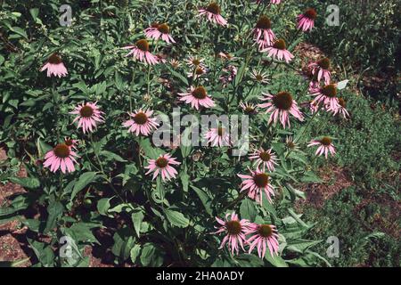 Healthy echinacea flowers in apothecary garden. Blooming coneflowers medicinal plant. Herbal medicine.