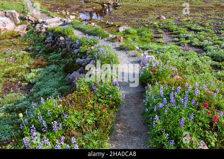 WA19876-00...WASHINGTON - Lupine, paintbrush and pink heather blooming in an open meadow near Paradise in Mount Rainier National Park. Stock Photo
