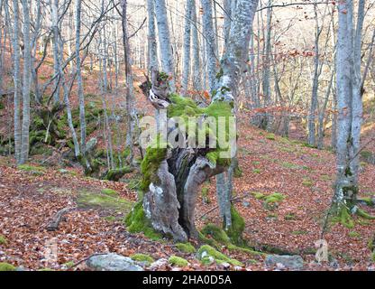Old beech trunk in the forest covered by moss. Beech forest in autumn. Leaf fall. Stock Photo