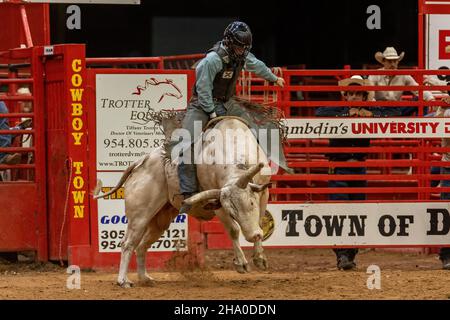 Bull Riding seen on Southeastern Circuit Finals Rodeo during the event. Stock Photo