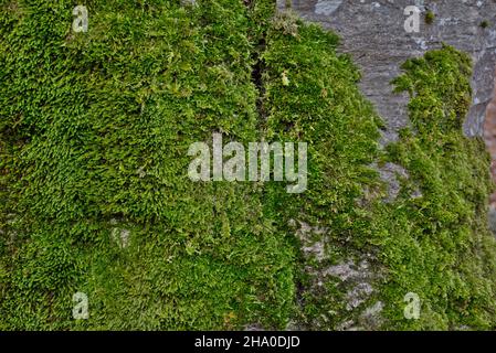 Green moss on a beech trunk. Autumn forest. Close up. Background texture. Stock Photo