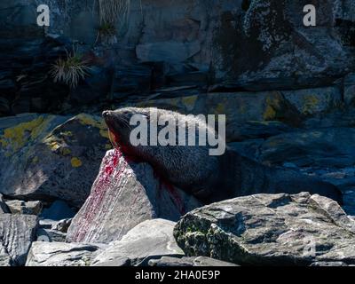 A bloody male Antarctic fur seal, Arctocephalus gazella, after a fight on the shore of South Georgia Island Stock Photo