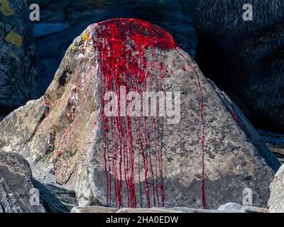 A bloody male Antarctic fur seal, Arctocephalus gazella, after a fight on the shore of South Georgia Island Stock Photo