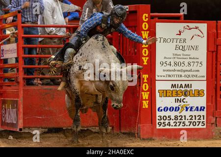 Bull Riding seen on Southeastern Circuit Finals Rodeo during the event. Stock Photo