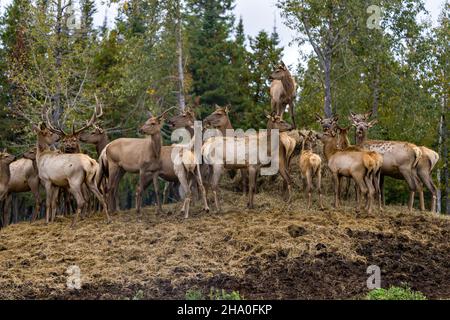 Elk animal herd looking at the camera and feeding with a blur forest background in their environment and habitat surrounding. Stock Photo