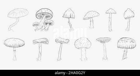 A set of various mushrooms drawn by hand.  Stock Vector