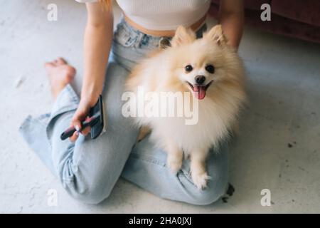 Close-up high-angle view of unrecognizable young woman gently combing pretty white small Spitz pet dog, sitting on floor at home. Stock Photo