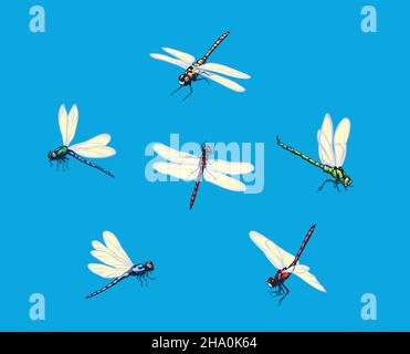 Dragonfly, vector image of dragonflies, flying dragonflies, vector illustration for use in logos, signs, trademarks, for design and advertising, color Stock Vector