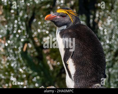 Macaroni penguin,  Eudyptes chrysolophus, displaying on South Georgia Island Stock Photo