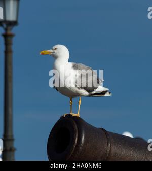 Seagull on  a canon Stock Photo