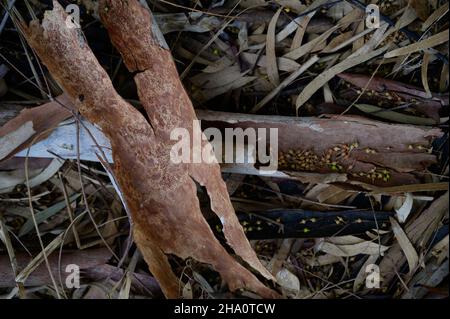Fallen bark of eucalyptus resin tree lies on branches and leaves close-up Stock Photo