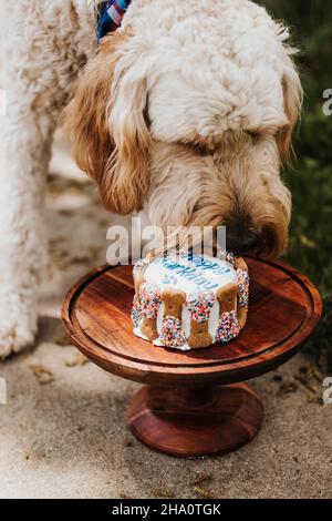 Goldendoodle eats his birthday cake outside in backyard of home Stock Photo