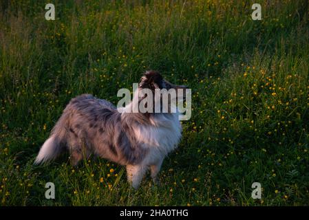 Shetland sheep dog and mall yellow buttercup flowers Stock Photo