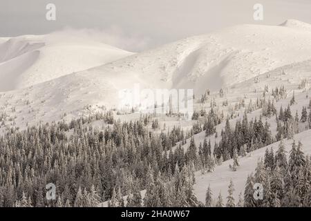 Panorama of white mountains and forest in winter time Stock Photo