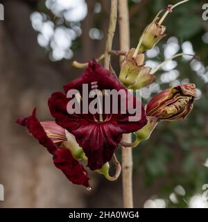 A beautiful sausage tree Kigelia africana in the savannah of Kenya in  Africa. 18965802 Stock Photo at Vecteezy