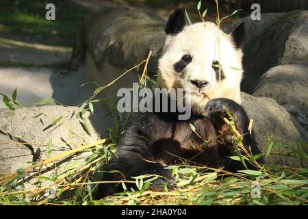 Giant Panda eating bamboo at Madrid Zoo, Spain Stock Photo