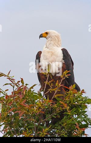 African Fish Eagle (Haliaeetus vocifer) 13700 Stock Photo