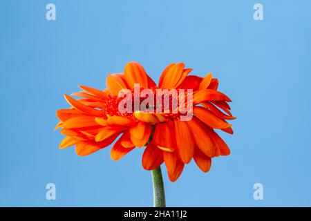 Orange Gerbera Germini flower closeup against a blue background Stock Photo
